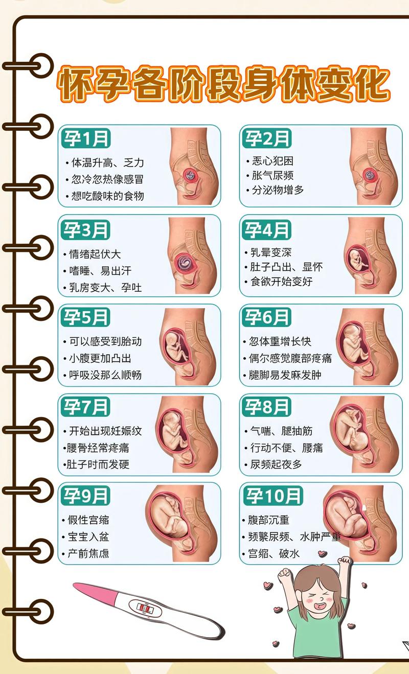 揭秘供卵代孕妈妈怀孕小腹分两节，孕期变化的奥秘攀枝花代生机构: